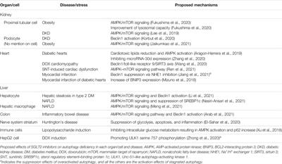 Sodium–Glucose Cotransporter 2 Inhibitors Work as a “Regulator” of Autophagic Activity in Overnutrition Diseases